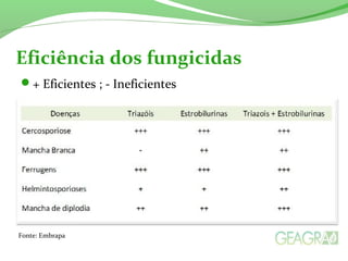 + Eficientes ; - Ineficientes
Eficiência dos fungicidas
Fonte: Embrapa
 