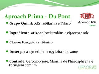 Grupo Químico:Estrobilurina e Triazol
Ingrediente ativo: picoxistrobina e ciproconazole
Classe: Fungicida sistêmico
Dose: 300 a 450 mL/ha + 0,5 L/ha adjuvante
Controle: Cercosporiose, Mancha de Phaeosphaeria e
Ferrugem comum
Aproach Prima – Du Pont
 