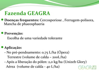 Doenças frequentes: Cercosporiose , Ferrugem-polisora,
Mancha de phaeosphaeria
Prevenção:
Escolha de uma variedade tolerante
Aplicação:
- No pré-pendoamento: 0,75 L/ha (Ópera)
Terrestre (volume de calda – 200L/ha)
- Após a liberação do pólen: 2,0 kg/ha (Unizeb Glory)
Aérea (volume de calda - 40 L/ha)
Fazenda GEAGRA
 