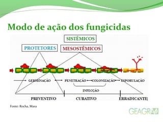 Texto ou subtópicos.
Modo de ação dos fungicidas
Fonte: Rocha, Mara
 