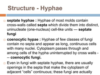Structure - Hyphae
 septate hyphae : Hyphae of most molds contain
cross-walls called septa which divide them into distinct,
uninucleate (one-nucleus) cell-like units --- septate
fungi
 coenocytic hypae : Hyphae of few classes of fungi
contain no septa and appear as long, continuous cells
with many nuclei. Cytoplasm passes through and
among cells of the hypha uninterrupted by cross walls -
-- coenocytic fungi.
 Even in fungi with septate hyphae, there are usually
openings in the septa that make the cytoplasm of
adjacent “cells” continuous; these fungi are actually
 