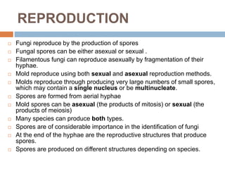 REPRODUCTION
 Fungi reproduce by the production of spores
 Fungal spores can be either asexual or sexual .
 Filamentous fungi can reproduce asexually by fragmentation of their
hyphae.
 Mold reproduce using both sexual and asexual reproduction methods.
 Molds reproduce through producing very large numbers of small spores,
which may contain a single nucleus or be multinucleate.
 Spores are formed from aerial hyphae
 Mold spores can be asexual (the products of mitosis) or sexual (the
products of meiosis)
 Many species can produce both types.
 Spores are of considerable importance in the identification of fungi
 At the end of the hyphae are the reproductive structures that produce
spores.
 Spores are produced on different structures depending on species.
 