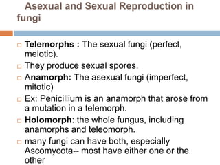 Asexual and Sexual Reproduction in
fungi
 Telemorphs : The sexual fungi (perfect,
meiotic).
 They produce sexual spores.
 Anamorph: The asexual fungi (imperfect,
mitotic)
 Ex: Penicillium is an anamorph that arose from
a mutation in a telemorph.
 Holomorph: the whole fungus, including
anamorphs and teleomorph.
 many fungi can have both, especially
Ascomycota-- most have either one or the
other
 