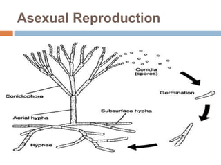 Asexual Reproduction
 