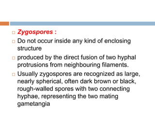  Zygospores :
 Do not occur inside any kind of enclosing
structure
 produced by the direct fusion of two hyphal
protrusions from neighbouring filaments.
 Usually zygospores are recognized as large,
nearly spherical, often dark brown or black,
rough-walled spores with two connecting
hyphae, representing the two mating
gametangia
 