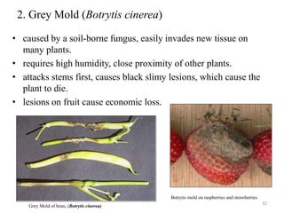 Botytis Raspberry Fungi Diseases.pptx
