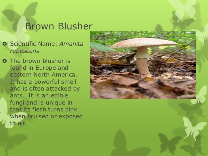 fungi examples examples of fungi