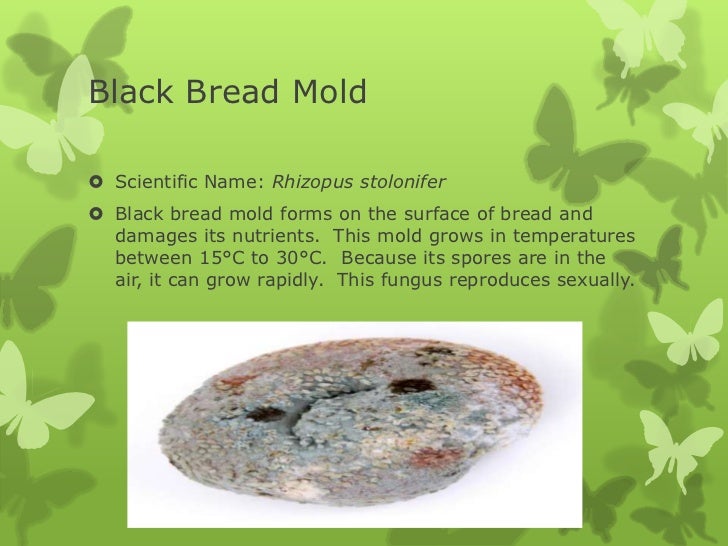fungi examples examples of archaebacteria