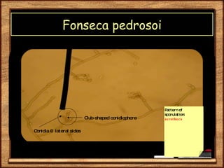 Fungi Experiment | PPT