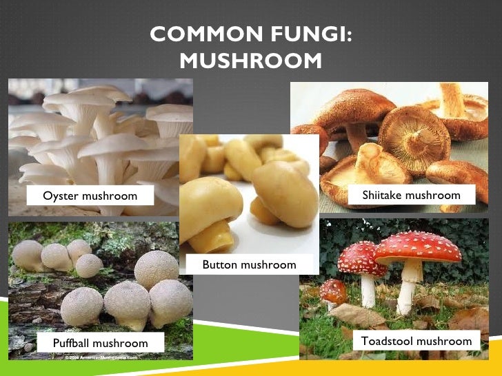 examples of fungi magdalene project org examples of fungi