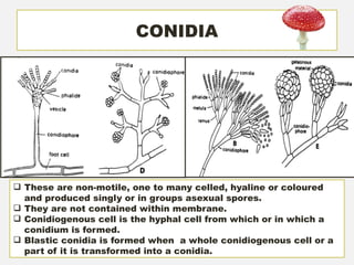 Condida Structures Labeled Comprehensive Overview of Fungi: Characteristics, Structure, and ...