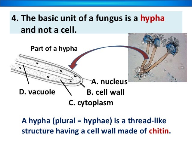 Do Fungi Store Food As Glycogen Do Fungi Store Food As Glycogen