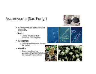Fungi Lab PPT.pdf