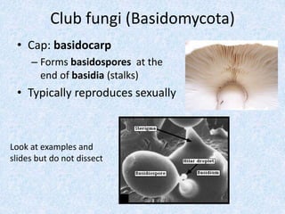 Fungi lab tz(1) | PPTX
