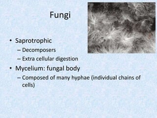 Fungi
• Saprotrophic
– Decomposers
– Extra cellular digestion
• Mycelium: fungal body
– Composed of many hyphae (individual chains of
cells)
 