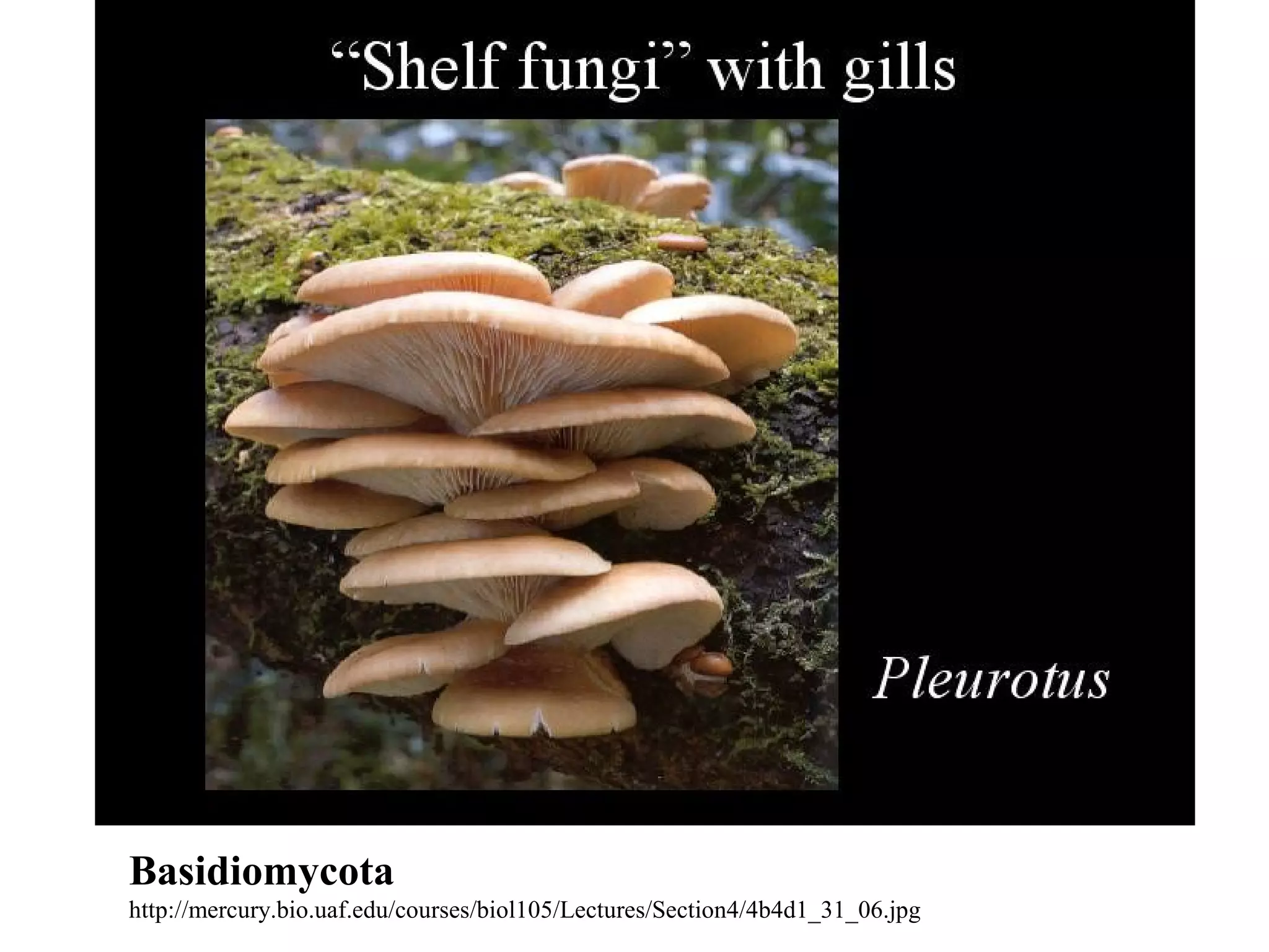 Basidiomycota
http://mercury.bio.uaf.edu/courses/biol105/Lectures/Section4/4b4d1_31_06.jpg
 