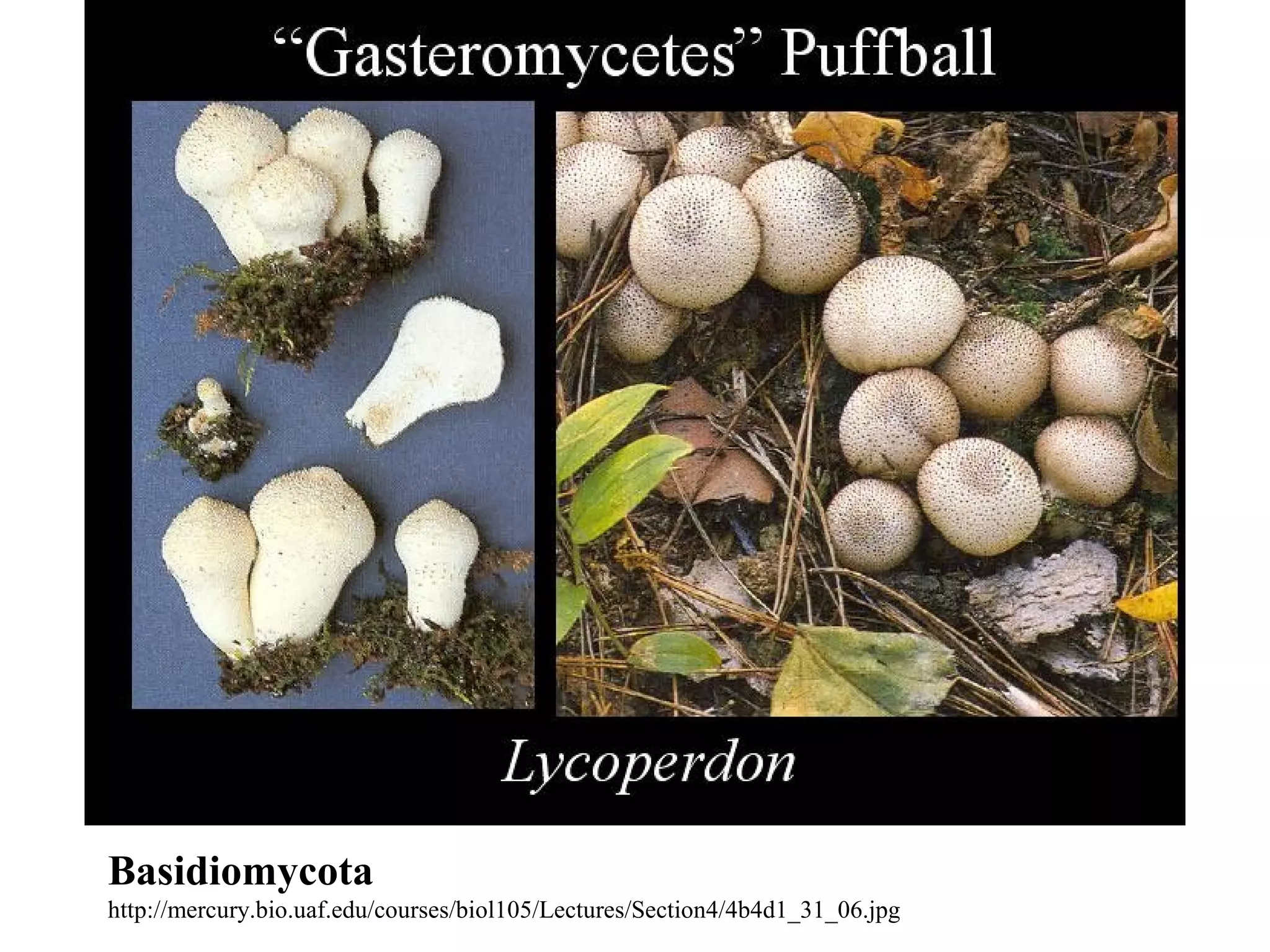 Basidiomycota
http://mercury.bio.uaf.edu/courses/biol105/Lectures/Section4/4b4d1_31_06.jpg
 