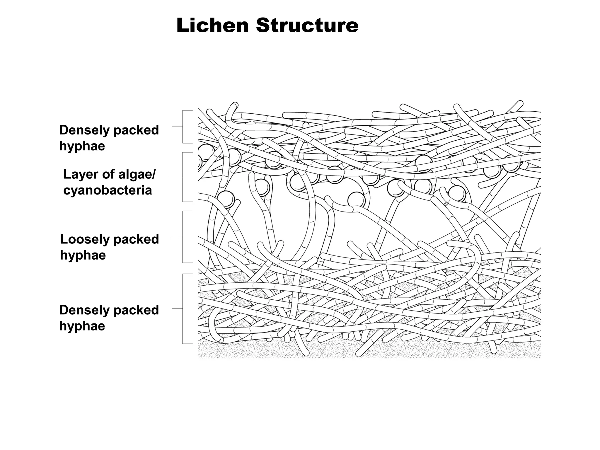 Densely packed
hyphae
Layer of algae/
cyanobacteria
Loosely packed
hyphae
Densely packed
hyphae
Lichen Structure
 