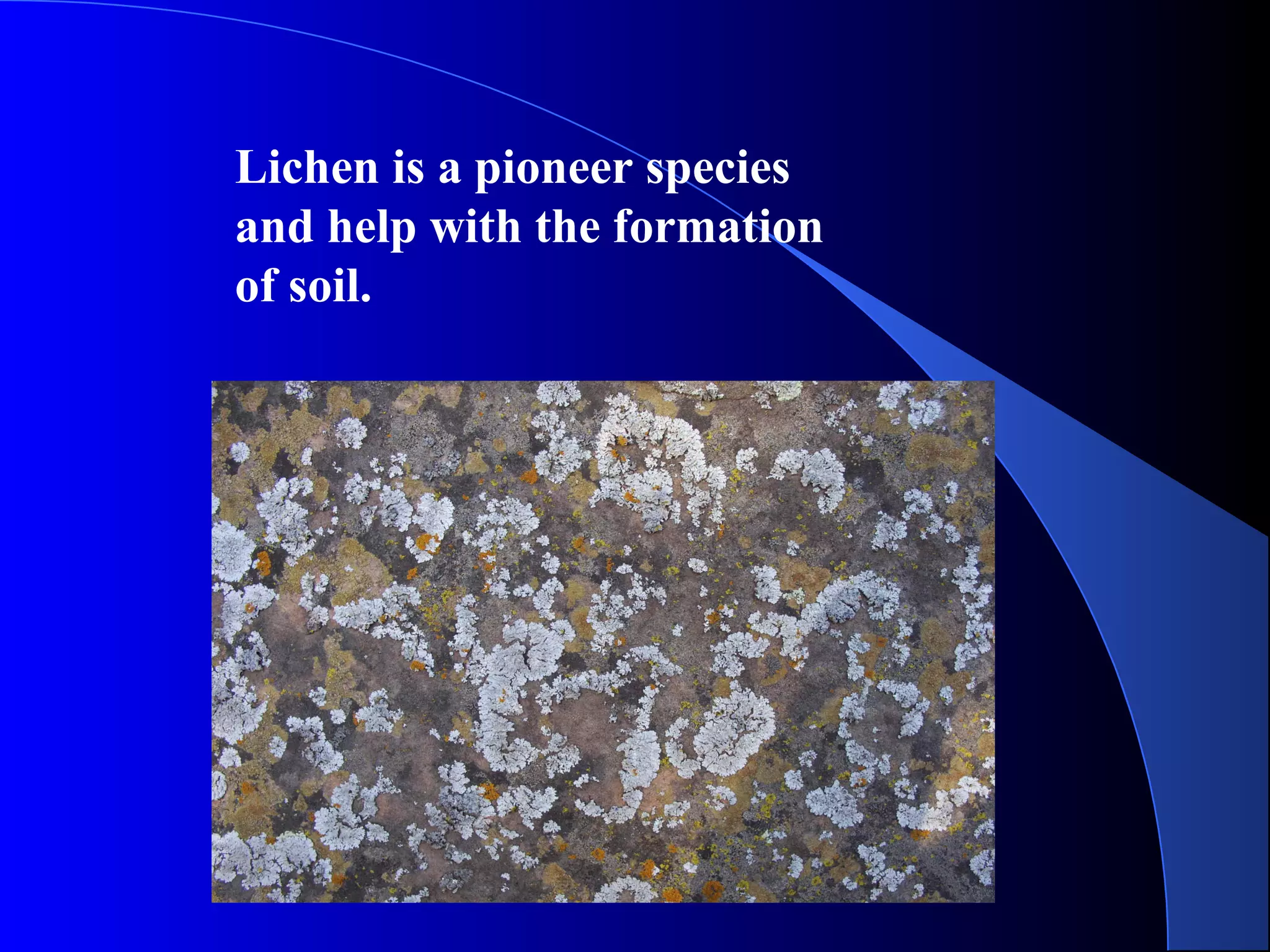 Lichen is a pioneer species
and help with the formation
of soil.
 