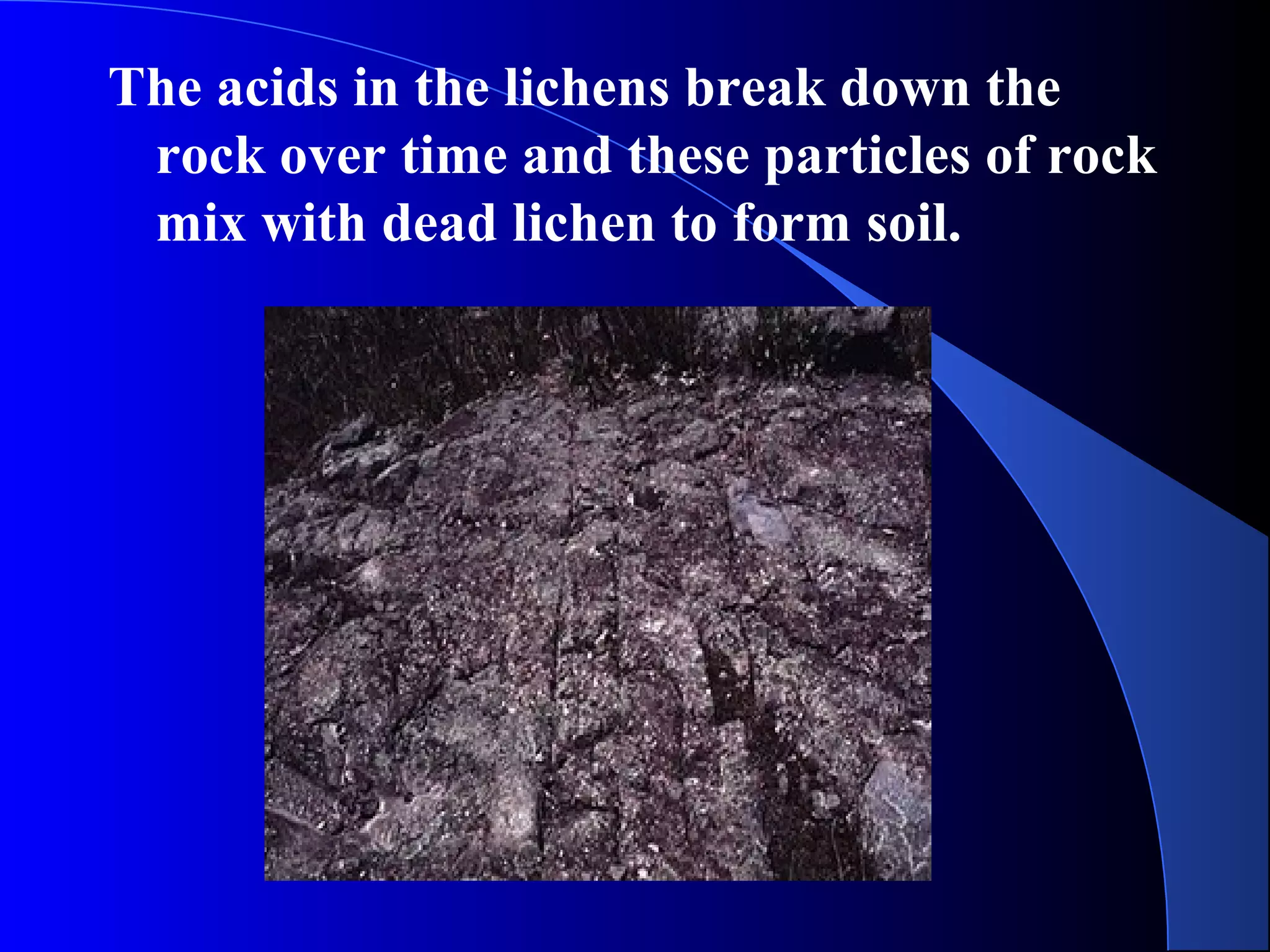 The acids in the lichens break down the
rock over time and these particles of rock
mix with dead lichen to form soil.
 