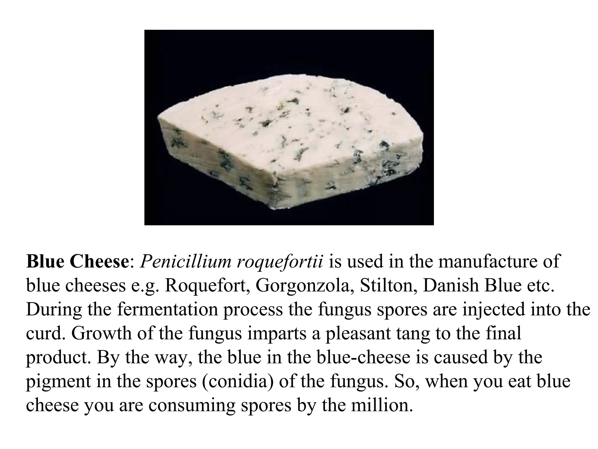 Blue Cheese: Penicillium roquefortii is used in the manufacture of
blue cheeses e.g. Roquefort, Gorgonzola, Stilton, Danish Blue etc.
During the fermentation process the fungus spores are injected into the
curd. Growth of the fungus imparts a pleasant tang to the final
product. By the way, the blue in the blue-cheese is caused by the
pigment in the spores (conidia) of the fungus. So, when you eat blue
cheese you are consuming spores by the million.
 
