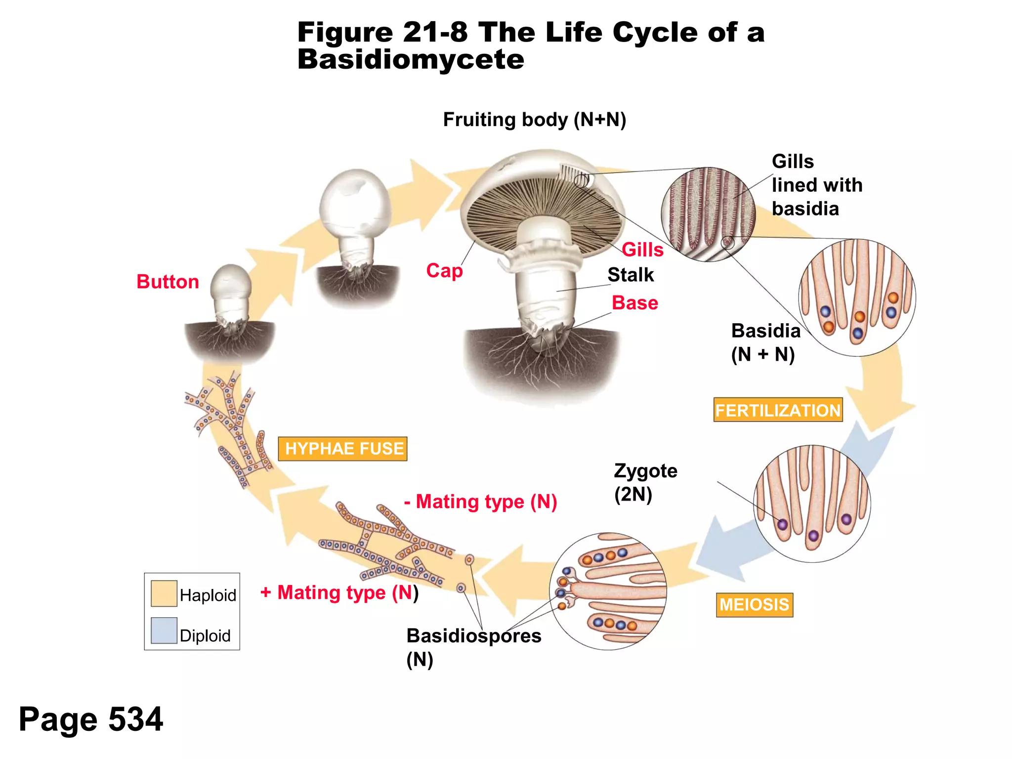 FERTILIZATION
MEIOSIS
HYPHAE FUSE
Fruiting body (N+N)
Button
+ Mating type (N)
- Mating type (N)
Basidiospores
(N)
Zygote
(2N)
Basidia
(N + N)
Gills
lined with
basidia
Gills
Stalk
Base
Cap
Haploid
Diploid
Figure 21-8 The Life Cycle of a
Basidiomycete
Page 534
 