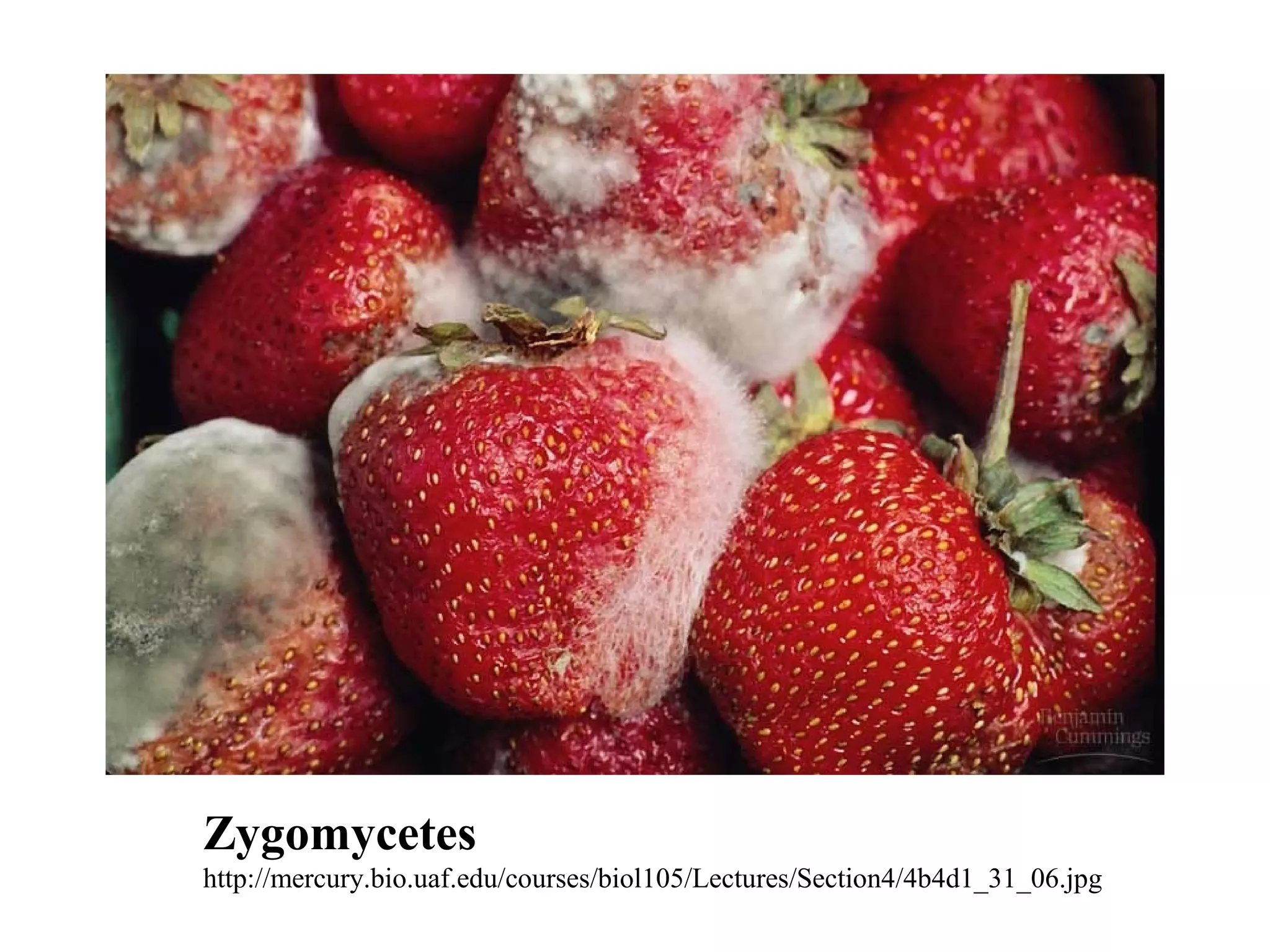 Zygomycetes
http://mercury.bio.uaf.edu/courses/biol105/Lectures/Section4/4b4d1_31_06.jpg
 