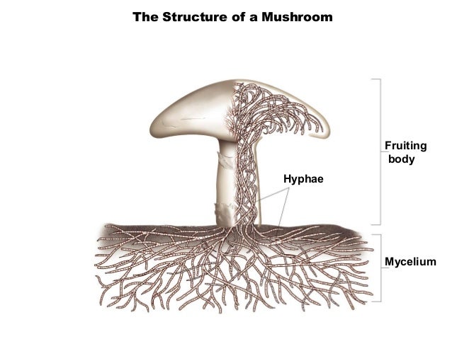 Fungi notes