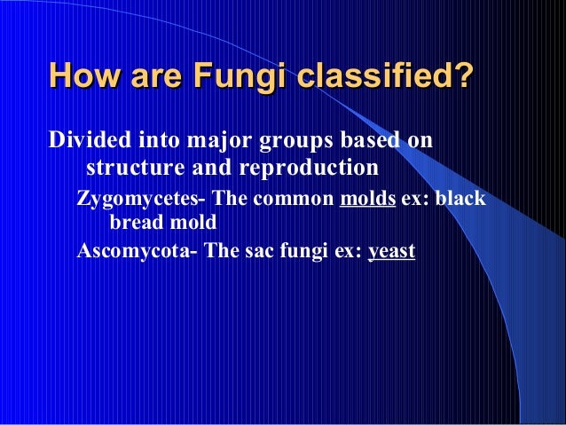 How are fungi classified?