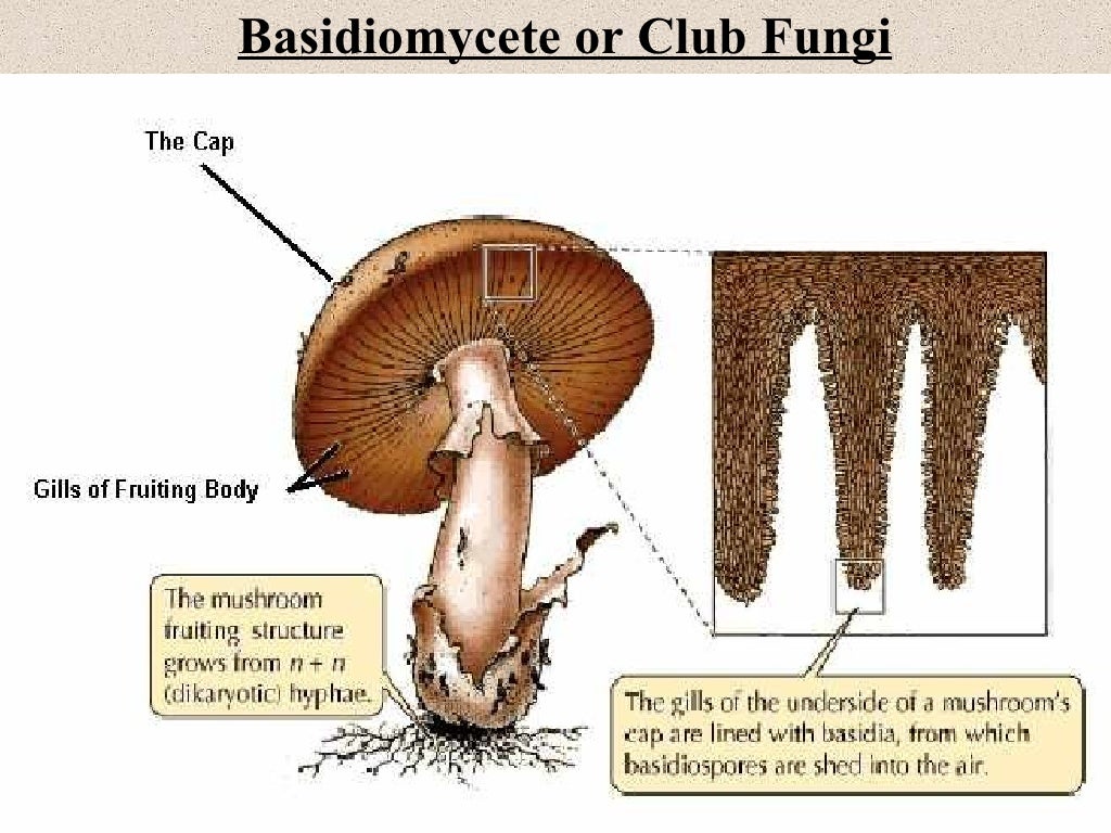 Fungi