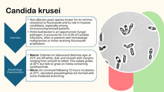 Krusei Fungi Parasites Candida Species Powerpoint | PPTX