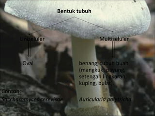Bentuk tubuh Uniseluler  Multiseluler   Oval benang, tubuh buah  (mangkuk, payung,  setengah lingkaran,  kuping, bulat) . Contoh: Saccharomyces cerevisae Auricularia polytricha 