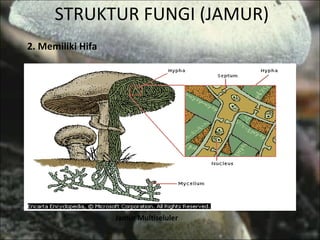 STRUKTUR FUNGI (JAMUR) 2. Memiliki Hifa Jamur Multiseluler 