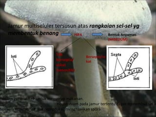 Jamur multiseluler tersusun atas  rangkaian sel-sel yg membentuk benang  HIFA Tdk bersepta/ sekat (senositik) Bersepta/sekat Bentuk Anyaman  (MISELIUM) Miselium Miselium generatif    untuk menyerap makanan.  Houstonium pada jamur tertentu dapat menembus sel inang. Miselium vegetatif    alat reproduksi, menghasilkan spora. 