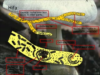 Hifa  
