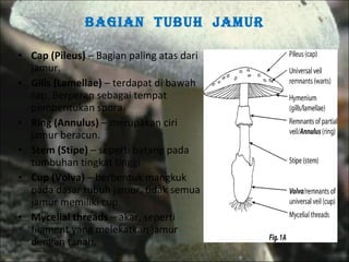 Bagian  tubuh  jamur Cap (Pileus)  – Bagian paling atas dari jamur. Gills (Lamellae)  – terdapat di bawah cap. Berperan sebagai tempat pembentukan spora. Ring (Annulus)  – merupakan ciri jamur beracun. Stem (Stipe)  – seperti batang pada tumbuhan tingkat tinggi Cup (Volva)  – berbentuk mangkuk pada dasar tubuh jamur, tidak semua jamur memiliki cup. Mycelial threads  – akar, seperti filament yang melekatkan jamur dengan tanah. 