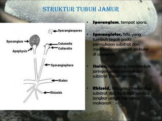 Sporangium , tempat spora. Sporangiofor,  hifa yang tumbuh tegak pada permukaan substrat dan memiliki sporangium globuler di ujungnya Stolon,  hifa yang membentuk jaringan pada permukaan substrat (misalnya roti) Rhizoid,  hifa yang menembus substrat dan berfungsi sebagai jangkar untuk menyerap makanan Struktur tubuh Jamur 