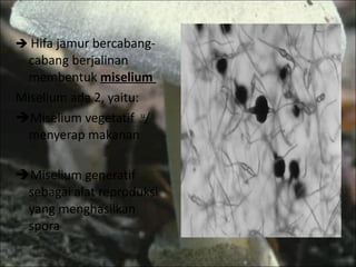    Hifa jamur bercabang-cabang berjalinan membentuk  miselium   Miselium ada 2, yaitu: Miselium vegetatif  u / menyerap makanan Miselium generatif sebagai alat reproduksi yang menghasilkan spora 