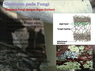 Simbiosis Fungi dengan Algae (Lichen) Fungi jenis tertentu dapat bersimbiosis dengan algae uniseluler membentuk lichen (lumut kerak). Simbiosis ini bersifat menguntungkan. 1. Bagi algae : mendapatkan  suplai air dan mineral. 2. Bagi Fungi : mendapatkan  hasil fotosintesis berupa nutrisi. Simbiosis pada Fungi 