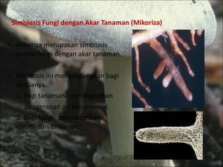 Mikoriza merupakan simbiosis antara fungi dengan akar tanaman. Simbiosis ini menguntungkan bagi keduanya. 1. Bagi tanaman : meningkatkan  penyerapan air dan mineral. 2. Bagi fungi : mendapatkan  nutrisi dari tanaman. Simbiosis Fungi dengan Akar Tanaman (Mikoriza) 
