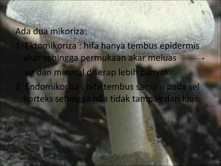 Ada dua mikoriza: 1. Ektomikoriza : hifa hanya tembus epidermis akar sehingga permukaan akar meluas  air dan mineral diserap lebih banyak. 2. Endomikoriza : hifa tembus sampai pada sel korteks sehingga hifa tidak tampak dari luar. 