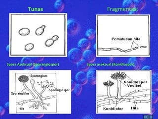 Tunas Fragmentasi Spora Aseksual (Sporangiospor) Spora aseksual (Konidiospor) 