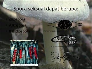 Spora seksual dapat berupa: Zigospora Askospora Basidiospora 