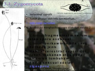 Heterotrof saprofit Tubuh disusun oleh hifa dan miselium. Hifa tidak bersekat. Reproduksi menghasilkan spora dilakukan melalui 2 cara : 1. Aseksual :  fragmentasi miselium atau spora aseksual 2. Seksual  :  perkawinan hifa yang berbeda jenis Habitat terestrial saprofit di tanah, makanan atau pada sisa-sisa tumbuhan. Spora seksual adalah  zigospora Bersimbiosis membentuk LICHENES atau MIKORIZA 3.1. Zygomycota Contohnya : Jamur tempe /  Rhizopus oryzae . 
