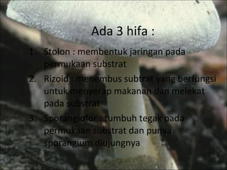Ada 3 hifa : Stolon : membentuk jaringan pada permukaan substrat Rizoid : menembus subtrat yang berfungsi untuk menyerap makanan dan melekat pada substrat Sporangiofor : tumbuh tegak pada permukaan substrat dan punya sporangium diujungnya 
