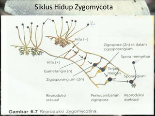 Siklus Hidup Zygomycota 