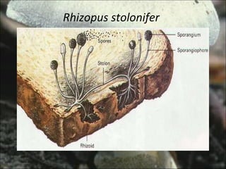 Rhizopus stolonifer 