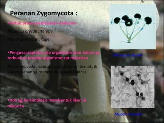 Peranan Zygomycota : Untuk proses pembuatan makanan Rhizopus oryzae  : tempe Mucor javanicus  : tape Pengurai saproba sisa organisme atau bahan yg terbuat dr produk organisme spt makanan Mucor mucedo  : saprofit pada kotoran ternak, & sisa makanan yg mengandung karbohidrat Ada yg bersimbiosis membentuk liken & mikoriza Rhizopus oryzae Mucor mucedo 