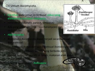Ciri Khas  pada jamur ini terdapat  askus yang didalamnya terdapat askospora. Heterotrof  (Saprofit, parasit, simbiosis) Ada yang uniseluler (mis :  Saccharomyces ) dan multiseluler. Hifa bersekat. Reproduksi Ascomycota dapat  terjadi secara seksual dan aseksual. Aseksual : tunas dan spora aseksual (konidiospora) Seksual  : perkawinan hifa yang berbeda jenis  Habitat terestrial saprofit di tanah, makanan atau pada sisa-sisa tumbuhan. Spora seksual adalah  Askospora Ciri Umum Ascomycota. 