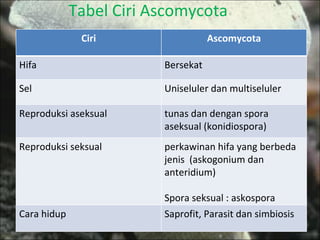 Tabel Ciri Ascomycota Ciri Ascomycota Hifa Bersekat Sel Uniseluler dan multiseluler Reproduksi aseksual tunas dan dengan spora aseksual (konidiospora)  Reproduksi seksual perkawinan hifa yang berbeda jenis  (askogonium dan anteridium) Spora seksual : askospora Cara hidup Saprofit, Parasit dan simbiosis 